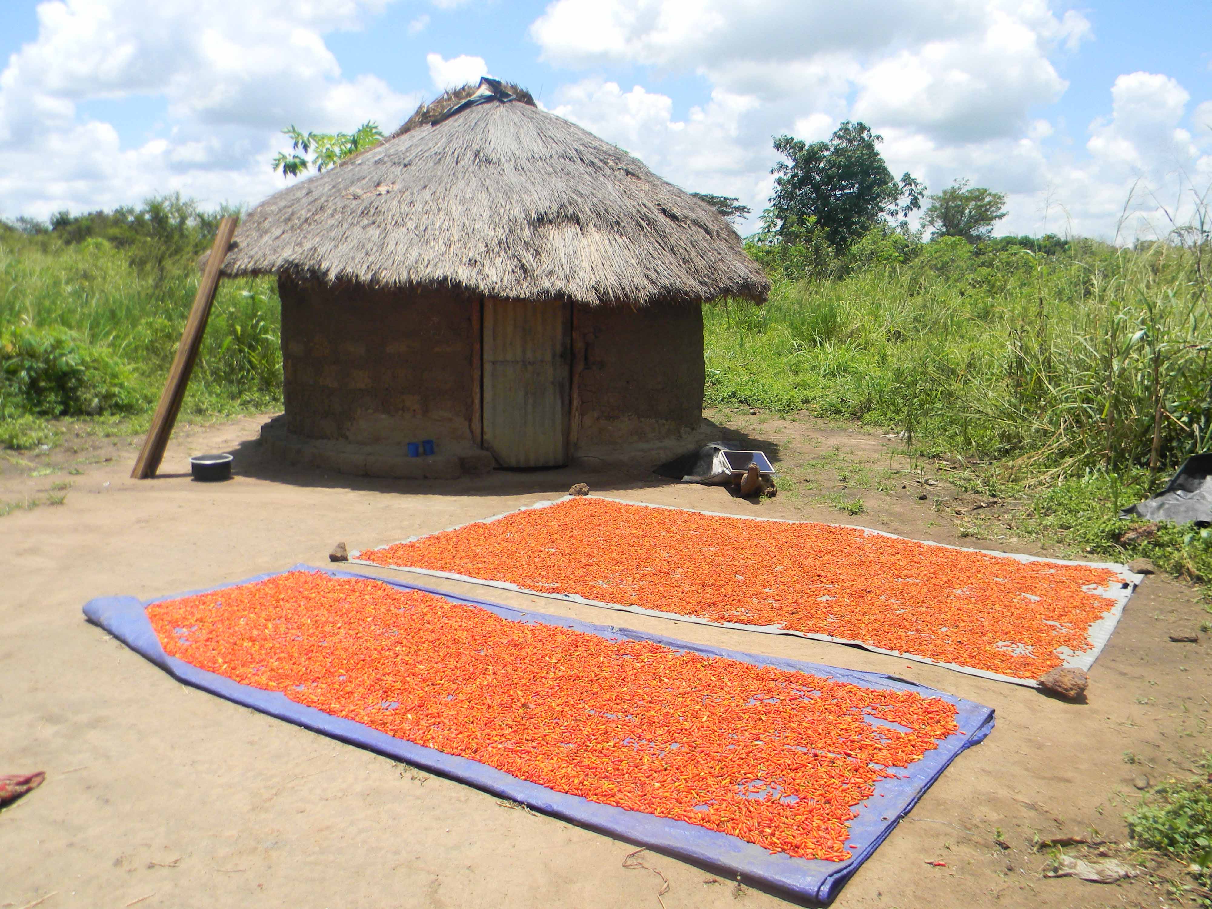 Chillies drying in the Ugandan sun
