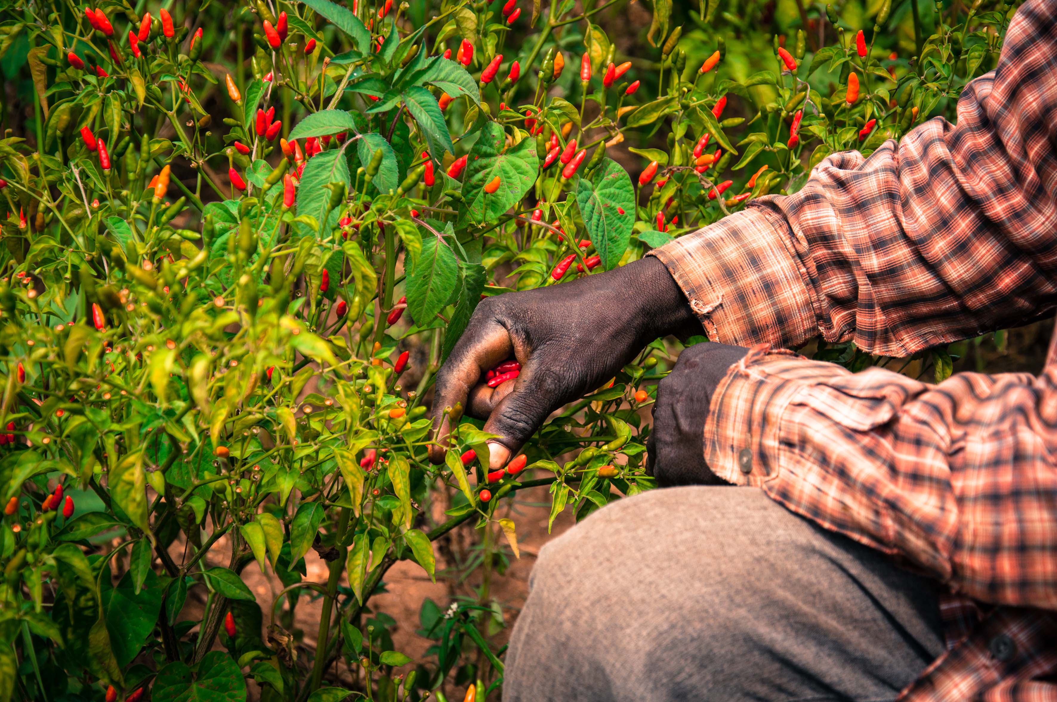 A man picking chillies in Uganda