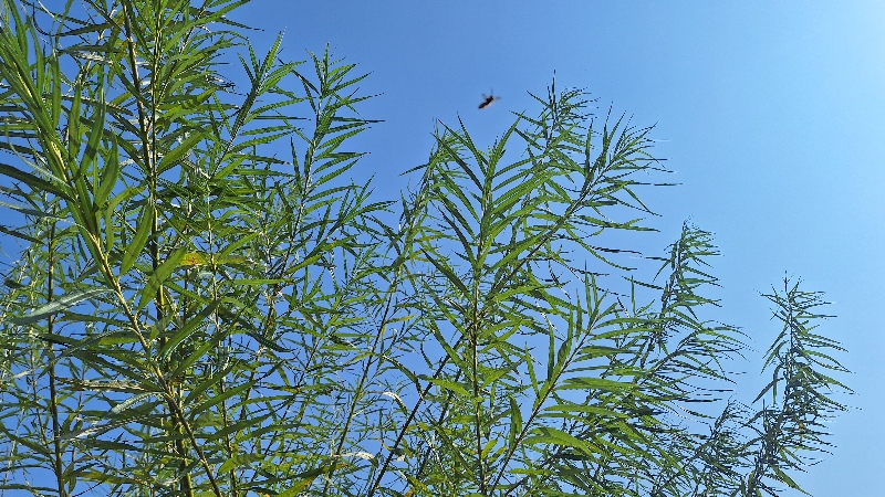 Willow Tree