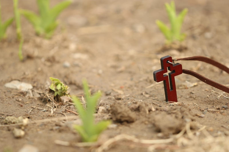 Smail wooden cross planted in the ground alongside small plants, to emphasise Christian growth and hope